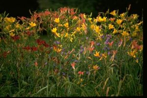 Daylily Mixed - Bulk Landscaping